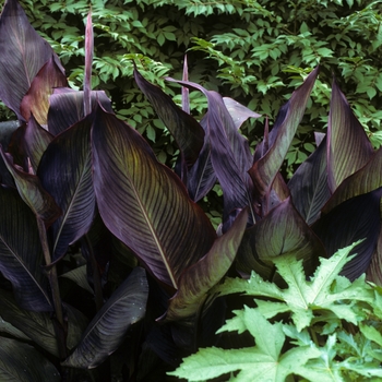 Canna x generalis 'King Humbert Red' 