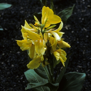 Canna x generalis 'Independence' 