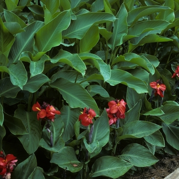 Canna 'Dwarf Red' 