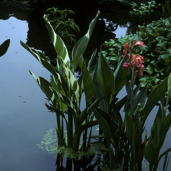 Canna x generalis 'Stuttgart' 