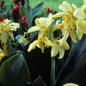 Canna x generalis 'Richard Wallace' 