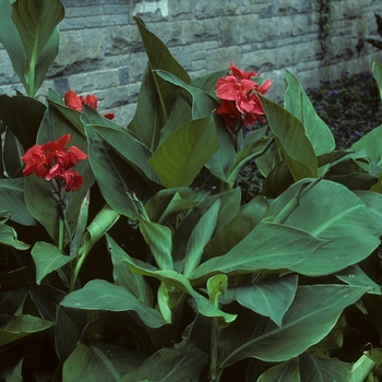 Canna x generalis 'The President' 