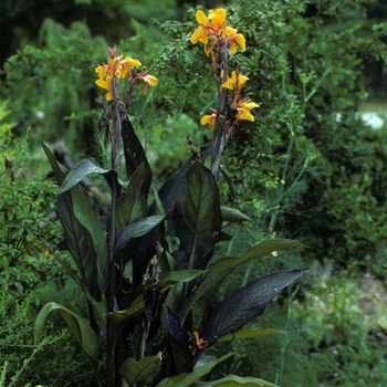 Canna x generalis 'Wyoming' 