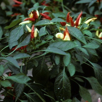 Capsicum annuum 'Holiday Flame' 