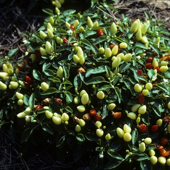 Capsicum annuum 'Fireworks' 