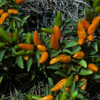 Capsicum annuum 'Korona' 