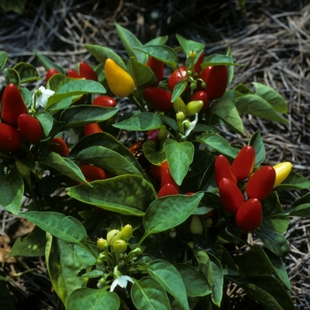 Capsicum annuum 'Teno' 