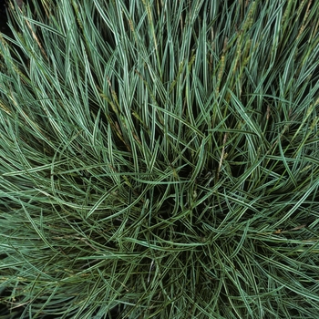 Carex conica 'Snowline'