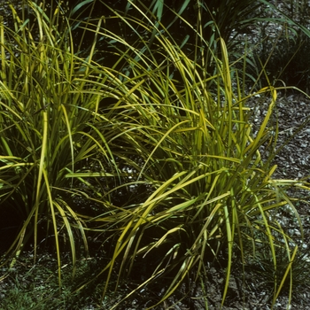 Carex elata 'Aurea'