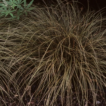 Carex flagellifera 