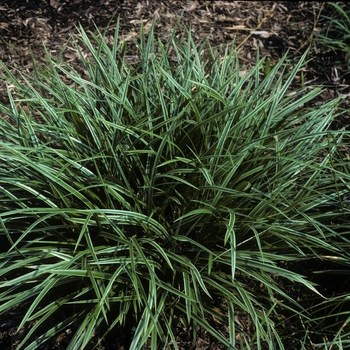 Carex fortunei 'Aurea Marginata'