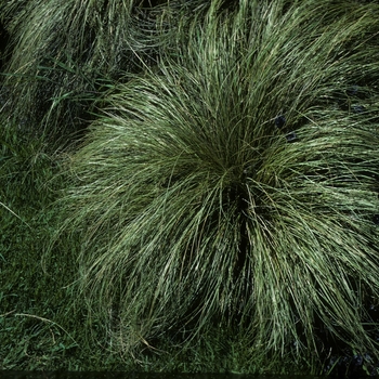 Carex albula 'Frosted Curls'