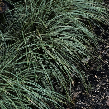 Carex morrowii 'Goldband'