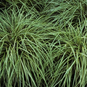 Carex morrowii 'Variegata'