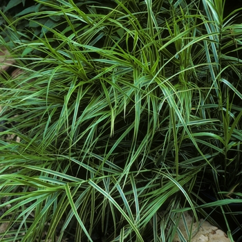 Carex muskingumensis 'Oehme' 