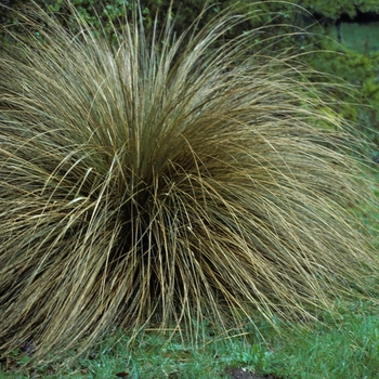 Carex testacea 