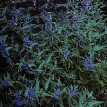 Caryopteris x clandonensis 'Arthur Simmonds' 