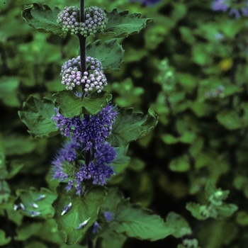 Caryopteris incana