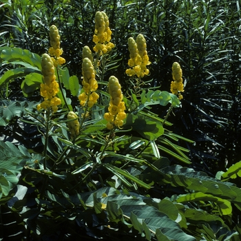 Cassia (Senna) alata