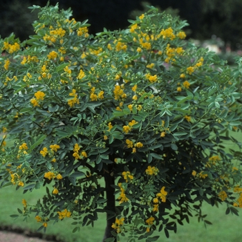 Cassia (Senna) corymbosa