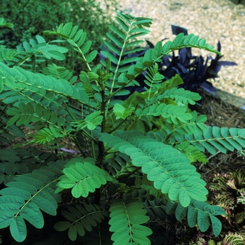 Cassia (Senna) didymobotrya