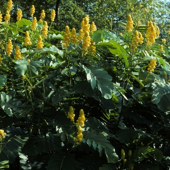 Cassia (Senna) marilandica