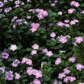 Catharanthus roseus 'Blue Pearl' 