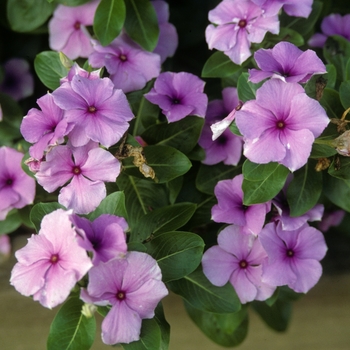 Catharanthus roseus 'Caribbean Lavender' 