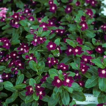 Catharanthus roseus 'Raspberry Red Cooler' 