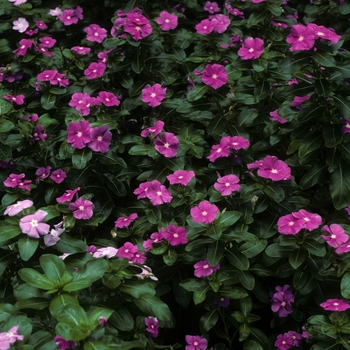 Catharanthus roseus 'Heat Wave Orchid' 