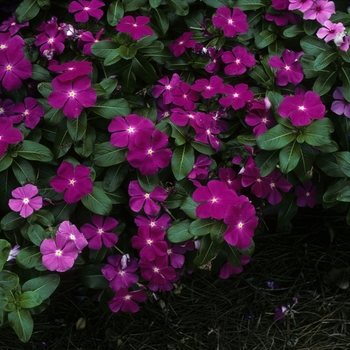 Catharanthus roseus 'Pacifica Orchid' 