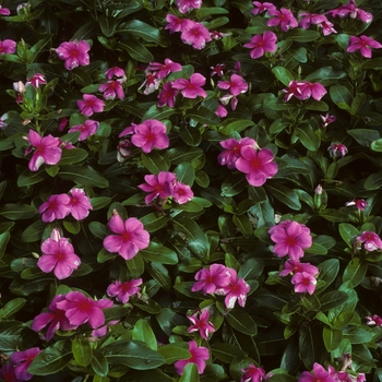 Catharanthus roseus 'Pacifica Punch' 