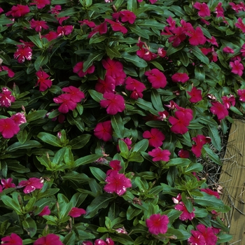 Catharanthus roseus 'Pacifica Red' 
