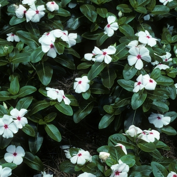 Catharanthus roseus 'Parasol' 