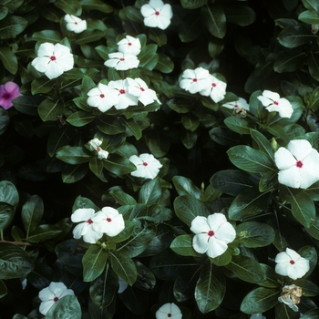 Catharanthus roseus 'Peppermint Cooler' 
