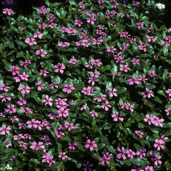 Catharanthus roseus 'Pink Carpet' 