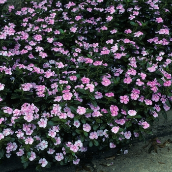 Catharanthus roseus 'Pretty in Pink' 
