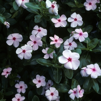 Catharanthus roseus 'Tropicana Apricot' 