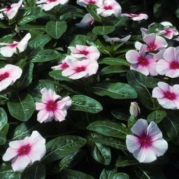 Catharanthus roseus 'Tropicana Blush' 