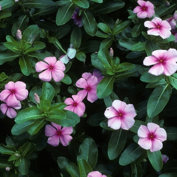 Catharanthus roseus 'Tropicana Bright Eye' 