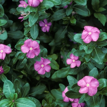 Catharanthus roseus 'Tropicana Pink' 