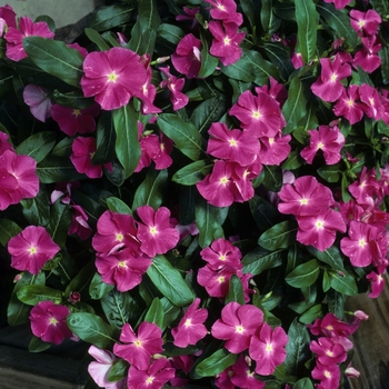 Catharanthus roseus 'Tropicana Rose' 