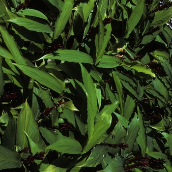 Cautleya spicata 