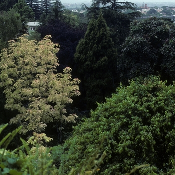 Cedrela sinensis 