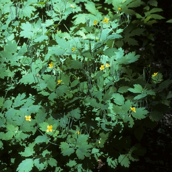 Chelidonium majus 