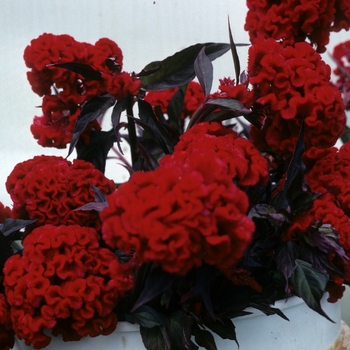 Celosia argentea var. cristata 'Scarlet Chief' 