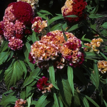Celosia argentea var. cristata 'Bicolor Chief' 