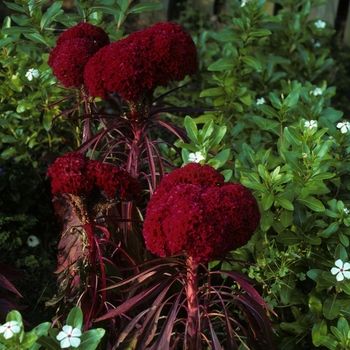 Celosia argentea var. cristata 'Red Chief' 