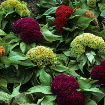 Celosia argentea var. cristata 'Jewel Box' 