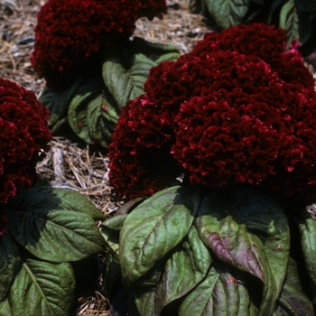 Celosia argentea var. cristata 'Jewel Box Red' 